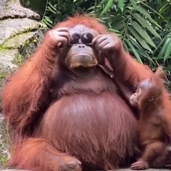 Meet your Posher, Jasmine - Picture 1 of 1